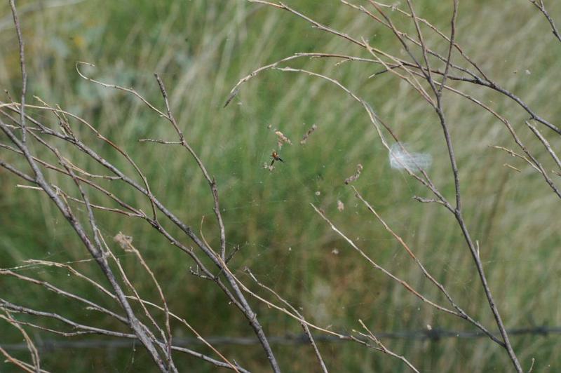 Nephila_edulis_D3554_Z_85_Mt Florence station_Australie.jpg